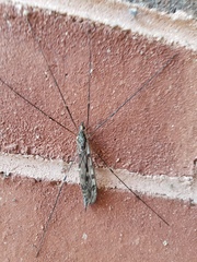 Tipula abdominalis