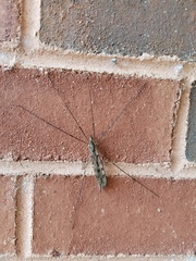 Tipula abdominalis