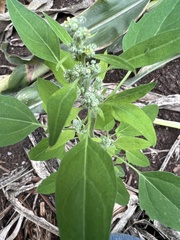 Chenopodium