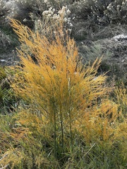 Asparagoideae