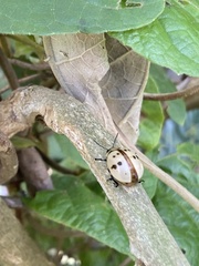 Platyphora fraterna