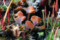 Peltigera didactyla