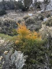 Asparagoideae