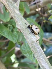 Platyphora fraterna