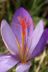 Crocus ligusticus