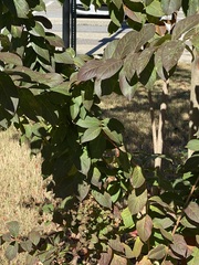 Fraxinus uhdei