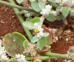 Guilleminea densa