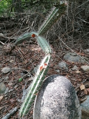 Acanthocereus oaxacensis
