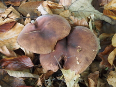 Tricholoma ustale
