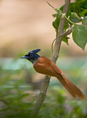 Terpsiphone paradisi