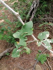 Ibervillea hypoleuca
