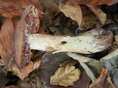 Tricholoma ustale