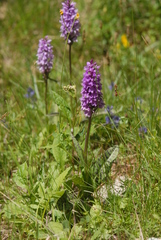 Dactylorhiza fuchsii