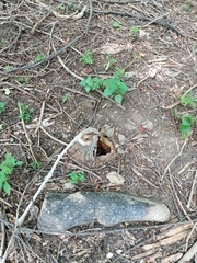 Ibervillea hypoleuca