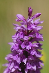 Dactylorhiza fuchsii