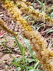 Heliotropium indicum