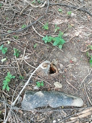 Ibervillea hypoleuca