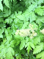 Actaea laciniata