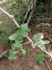 Ibervillea hypoleuca