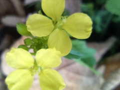 Rhamphospermum arvense