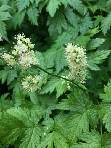 Mt. Hood bugbane (Actaea laciniata)