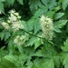 Mount Hood Baneberry - Photo (c) flumehead, some rights reserved (CC BY-NC)