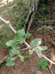 Ibervillea hypoleuca