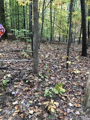 Viburnum rafinesqueanum