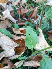 Rhamphospermum arvense