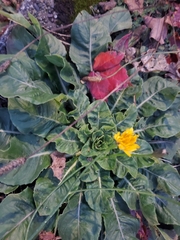 Taraxacum serotinum