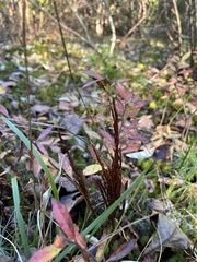 Calyptospora columnaris
