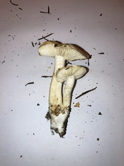 Tricholoma