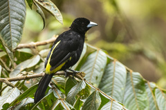 Ramphocelus flammigerus icteronotus