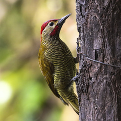Colaptes rubiginosus