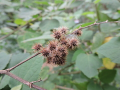 Triumfetta semitriloba