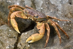 Geograpsus