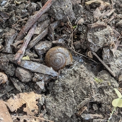 Oxychilus draparnaudi