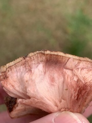 Fistulina hepatica