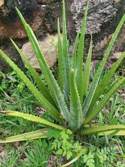 Aloe
