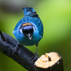 Chalcothraupis ruficervix