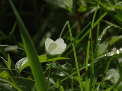 Pieris oleracea