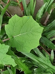 Solanum viarum