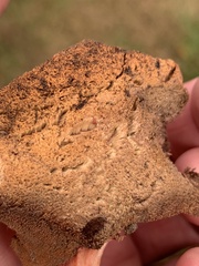 Fistulina hepatica