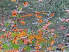 Acer opalus