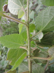 Triumfetta semitriloba