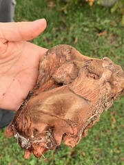 Fistulina hepatica