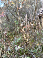Rhododendron canadense