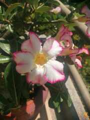 Adenium
