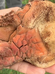 Fistulina hepatica