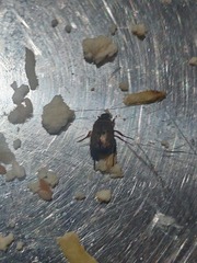 Callistethus marginatus